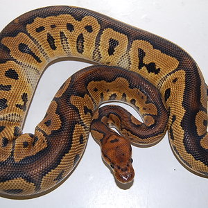 clown hembra (2).JPG