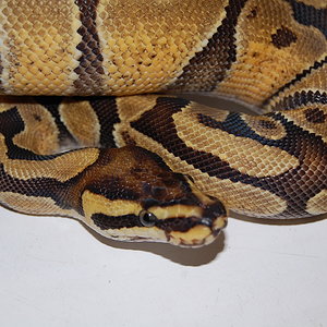 enchi hembra (3).JPG