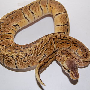 lemon blast macho.JPG