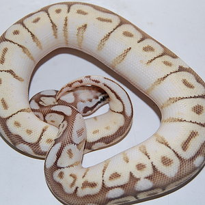 queen bee macho (2).JPG