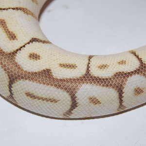 queen bee macho (6).JPG