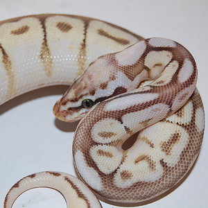 queen bee macho (4).JPG