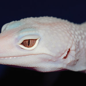 blazing blizzard.jpg