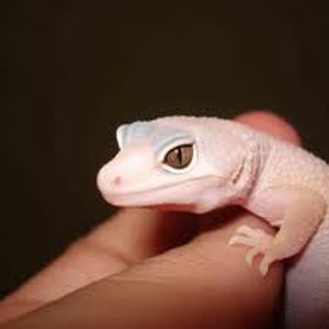 ojo blazing más oscuro.jpg