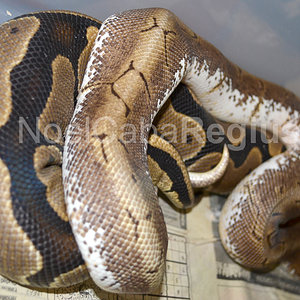 Spinner x Normal.jpg