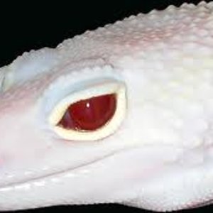 ojo diablo blanco.jpg