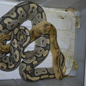 Champagne pos het Ghost x Ghost.JPG