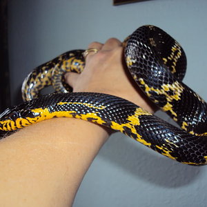 RatSnakes009.jpg