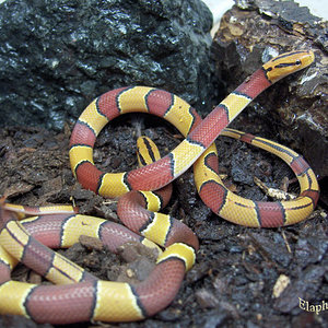 oreocryptophis_porphyraceus_laticinctus_nr1.jpg
