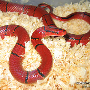 Oreocryptophis porphyraceus.jpg