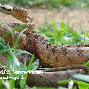 Boiga ceylonensis.jpg