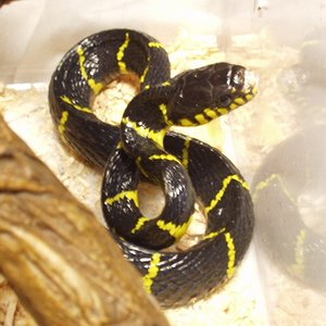 Boiga dendrophila dendrophila.jpg