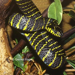 Boiga dendrophila divergens.jpg