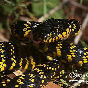 Boiga dendrophila levitoni.jpg