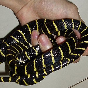 Boiga dendrophila multicincta.jpg