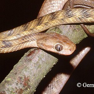 Boiga guangxiensis.jpg