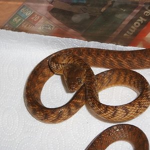 Boiga irregularis.jpg