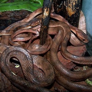 Boiga kraepelini.jpg