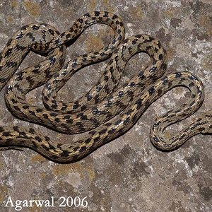 Boiga multifasciata.jpg