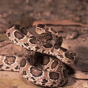 Boiga multomaculata.jpg