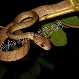 Boiga philippina.jpg