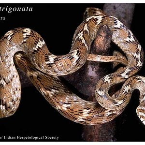 Boiga trigonata trigonata.jpg
