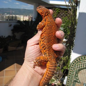 Copia de GEYRI MACHO NARANJA.JPG