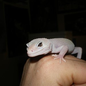babys 08 y geckos juliol 006 (Medium).jpg