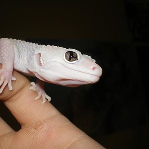 babys 08 y geckos juliol 007 (Medium).jpg