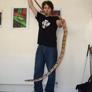 Dog Toothed Cat Snake Boiga cynodon.jpg