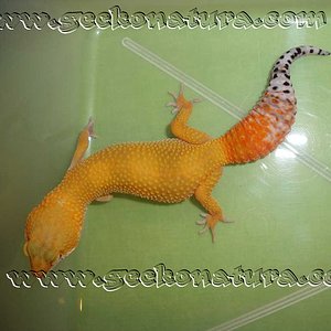 GECKO-G1.jpg