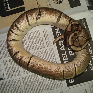 hembra spider (2).JPG