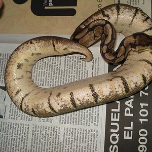 hembra spider (3).JPG