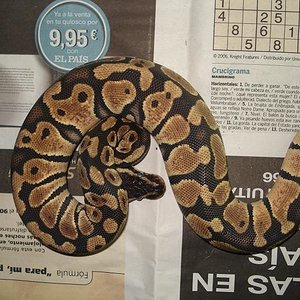 hembra pastel (2).JPG