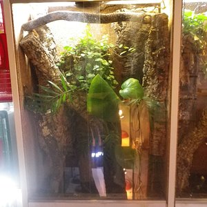 R.chahoua terrario.JPG