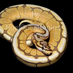 Caramel Spider 6.jpg