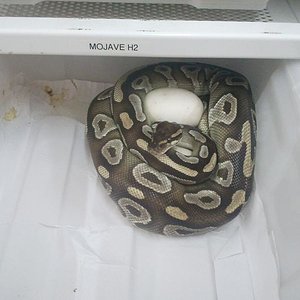 Puesta Hypo Mojave x Mojave H2 (2).jpg