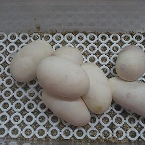 Puesta Hypo Mojave x Mojave H2.jpg