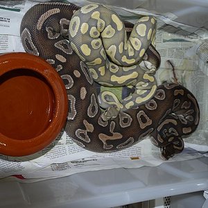 Hypo Mojave x Mojave H2.JPG