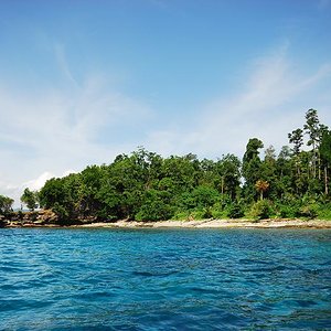 jobiensis doreanus area.jpg