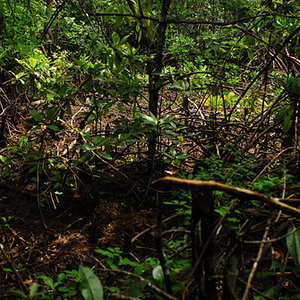 mangrove end of bay1.jpg