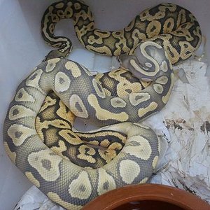 Hypo Mojave x Pastel Ghost.jpg