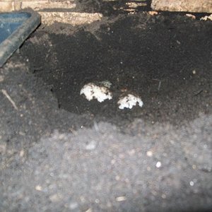 puesta elongata 02.jpg