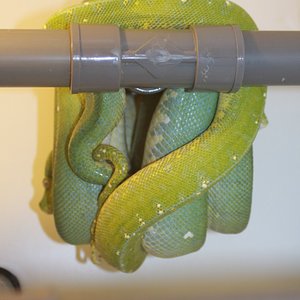 copula Aru x Sengi.JPG