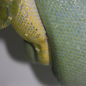 copula Aru x Sengi f2.JPG