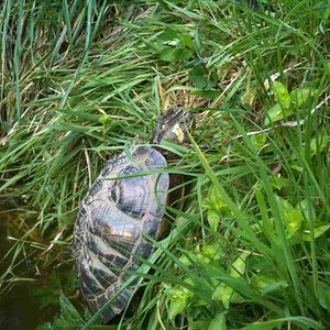 026 [horsfieldi].JPG