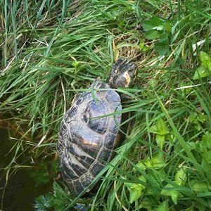 027 [horsfieldi].JPG