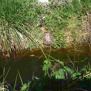 005 [horsfieldi].jpg