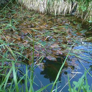 015 [horsfieldi].jpg