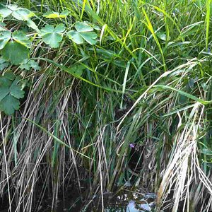 032 [horsfieldi].jpg